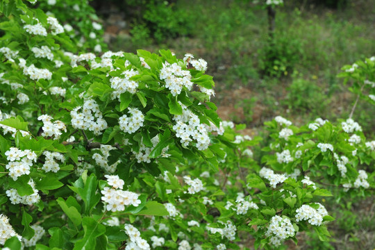 山楂花 白色花