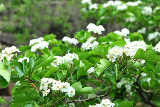 白色花 山楂花