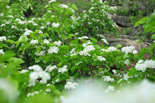 山楂花 白色花