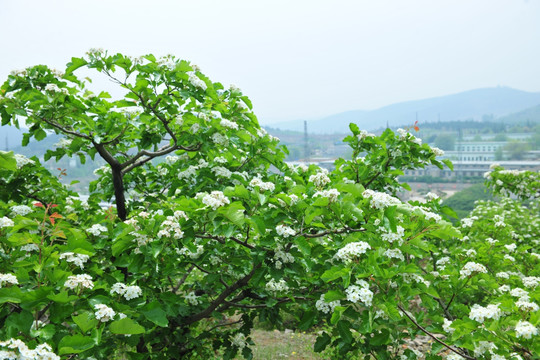 山楂花 绿色背景