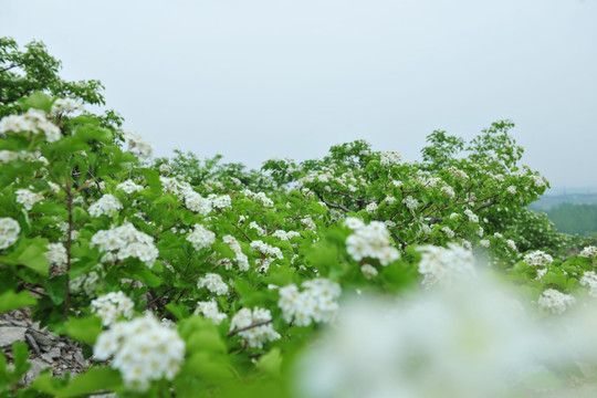 白色花 山楂花