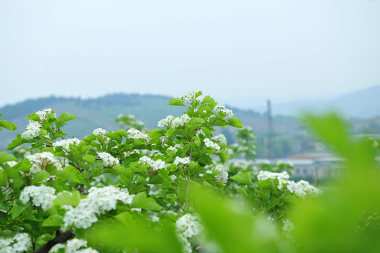 山楂园 白色花