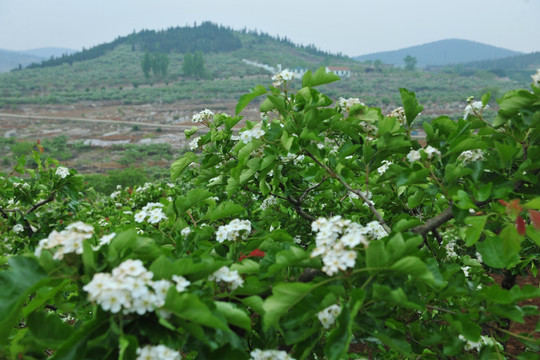 山楂种植示范园