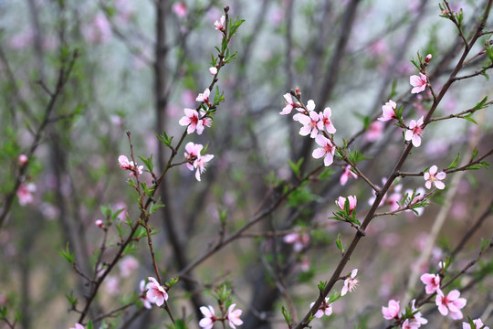 桃花