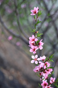 桃花