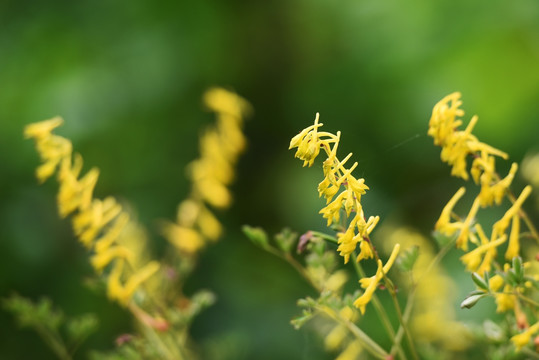 山里黄花