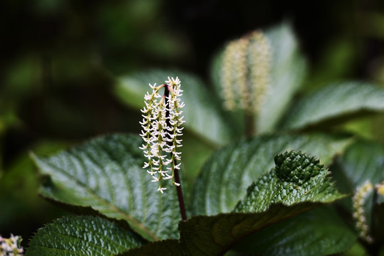 米花花