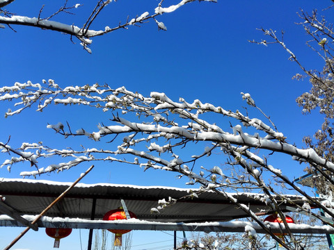 春雪 桃花