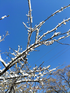 春雪 桃花