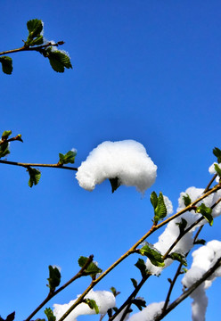 春雪 榆树叶