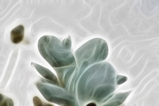 白玉蘭花藝術(shù)畫