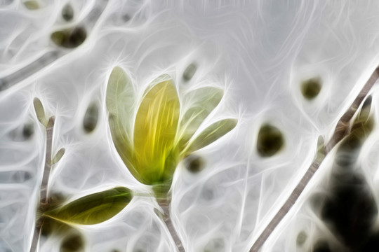 白玉蘭花抽象畫