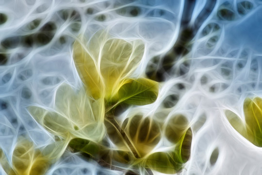 白玉蘭花抽象畫