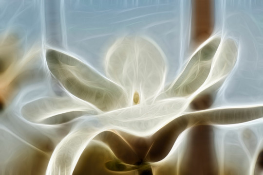 白玉蘭花抽象畫