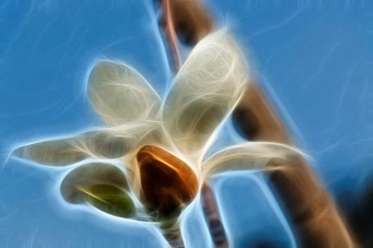 白玉蘭花抽象畫