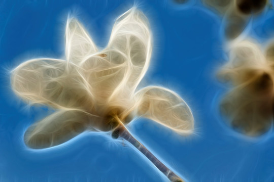 白玉蘭花抽象畫