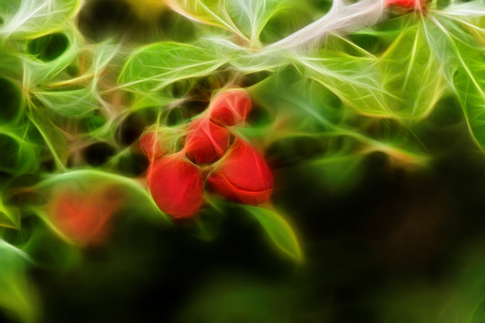 刺梅花蕾抽象畫