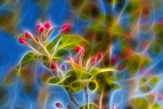海棠花蕾抽象畫