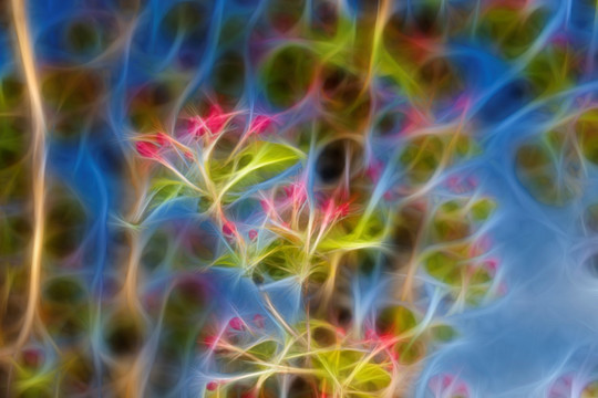 海棠花蕾 抽象畫