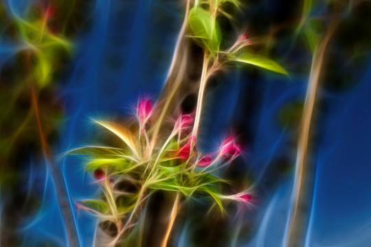 海棠花蕾抽象畫