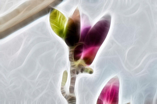 含苞待放的玉兰花骨朵抽象画