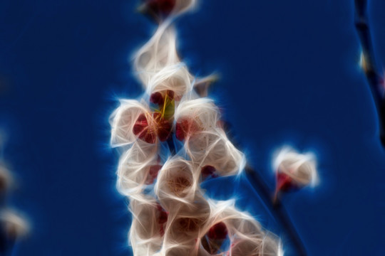 櫻花抽象畫