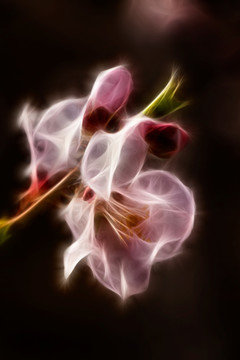 櫻花抽象畫(huà)