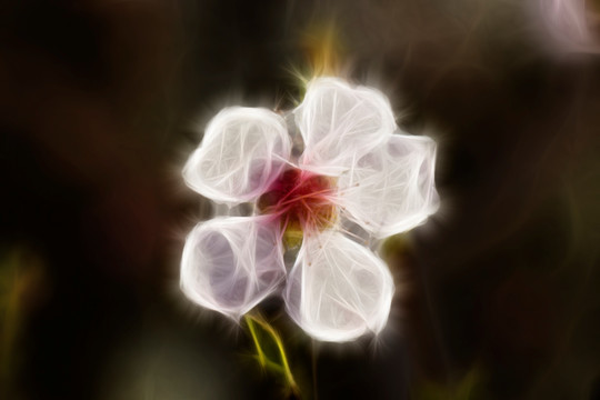 櫻花抽象畫