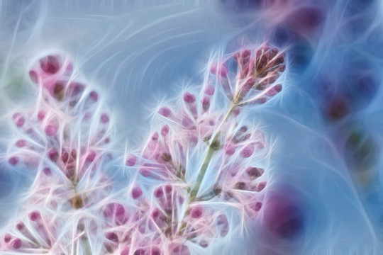 紫丁香花抽象画