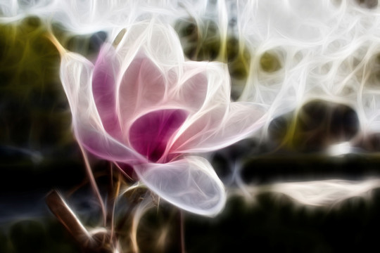 紫玉蘭花抽象畫(huà)