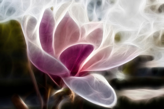 紫玉蘭花抽象畫(huà)