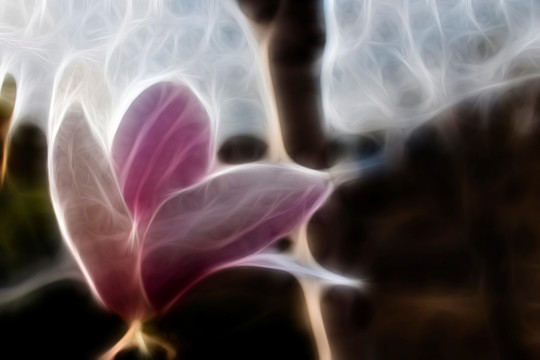 紫玉蘭花抽象畫