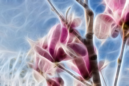 紫玉蘭花抽象畫
