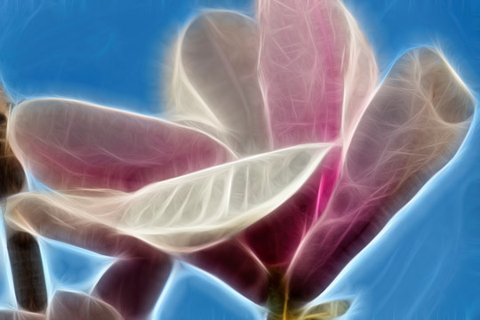 紫玉蘭花抽象畫