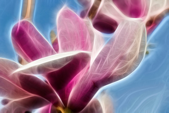 紫玉蘭花抽象畫