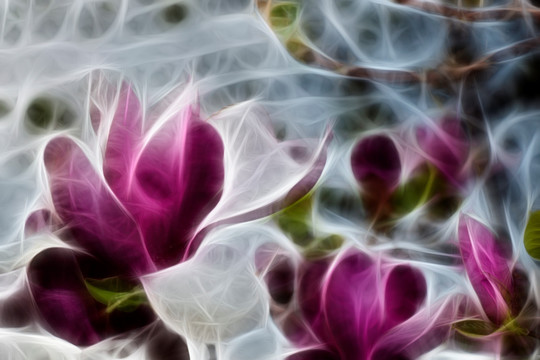 紫玉蘭花抽象畫