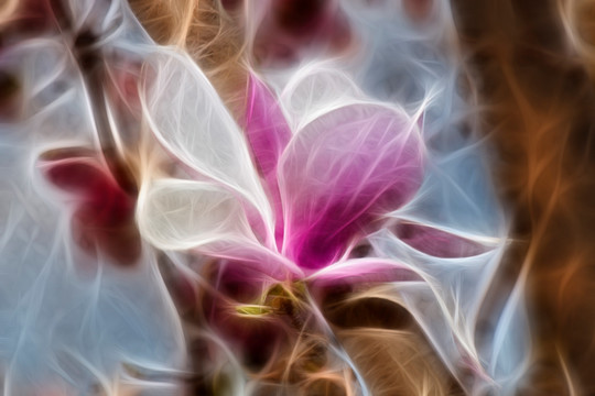 紫玉蘭花抽象畫