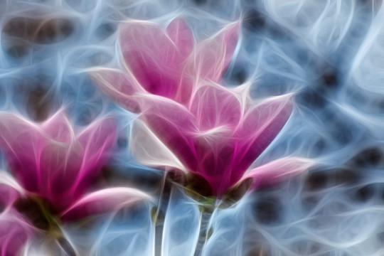 紫玉蘭花抽象畫