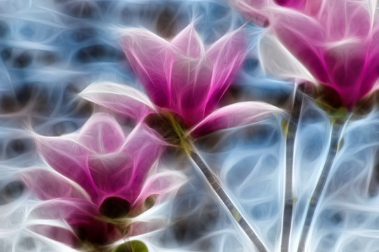 紫玉蘭花抽象畫