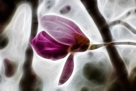 紫玉蘭花抽象畫