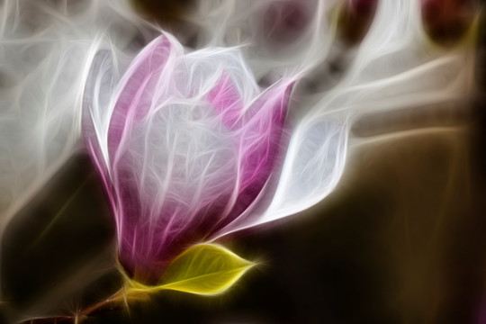 紫玉蘭花抽象畫