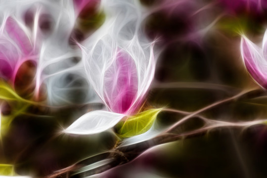 紫玉蘭花抽象畫
