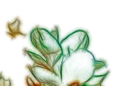 白玉兰花抽象画