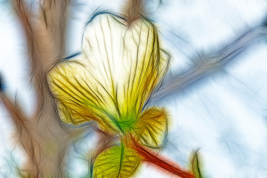 白玉蘭花
