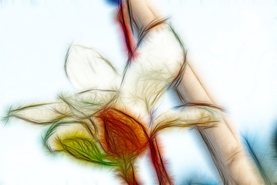 白玉蘭花
