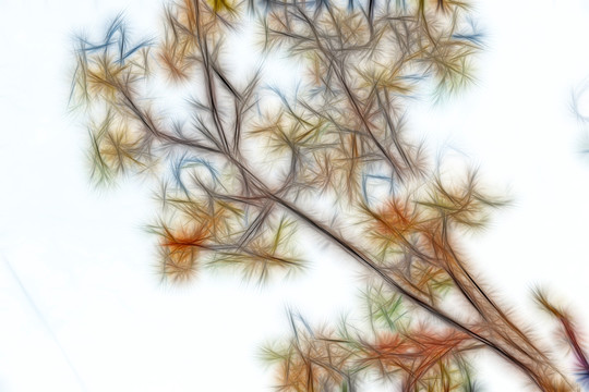 白玉蘭花