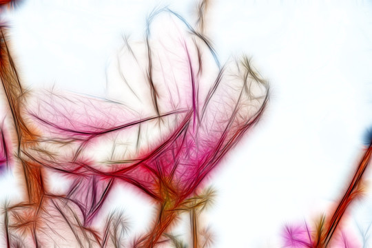 紫玉蘭花