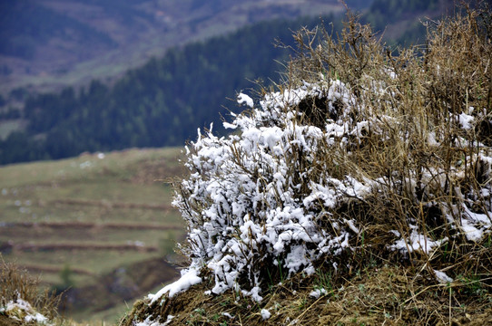 草原雪景摄影特写