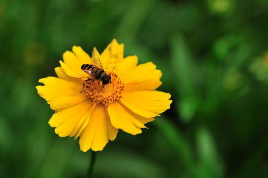 一只蜜蜂