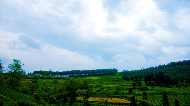 山里  山地 松林